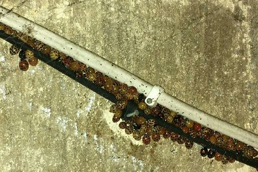 Ladybirds by cable